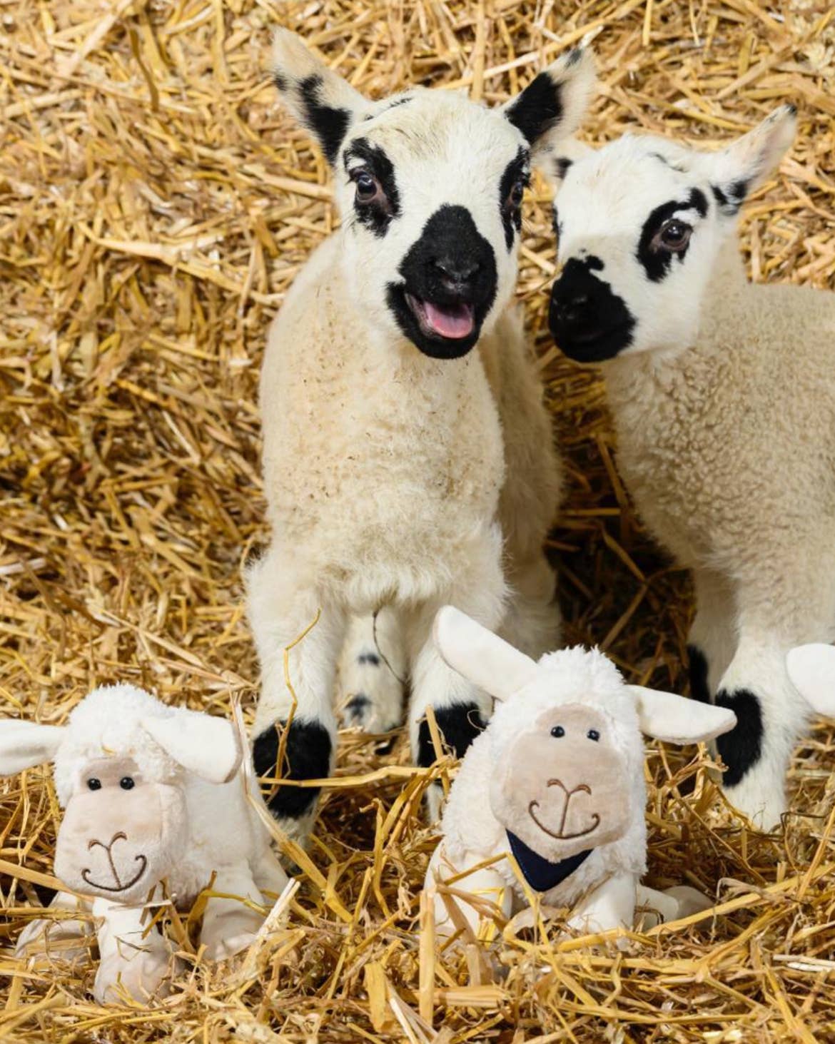 Sheep Small White Soft Toy Plush 18cm