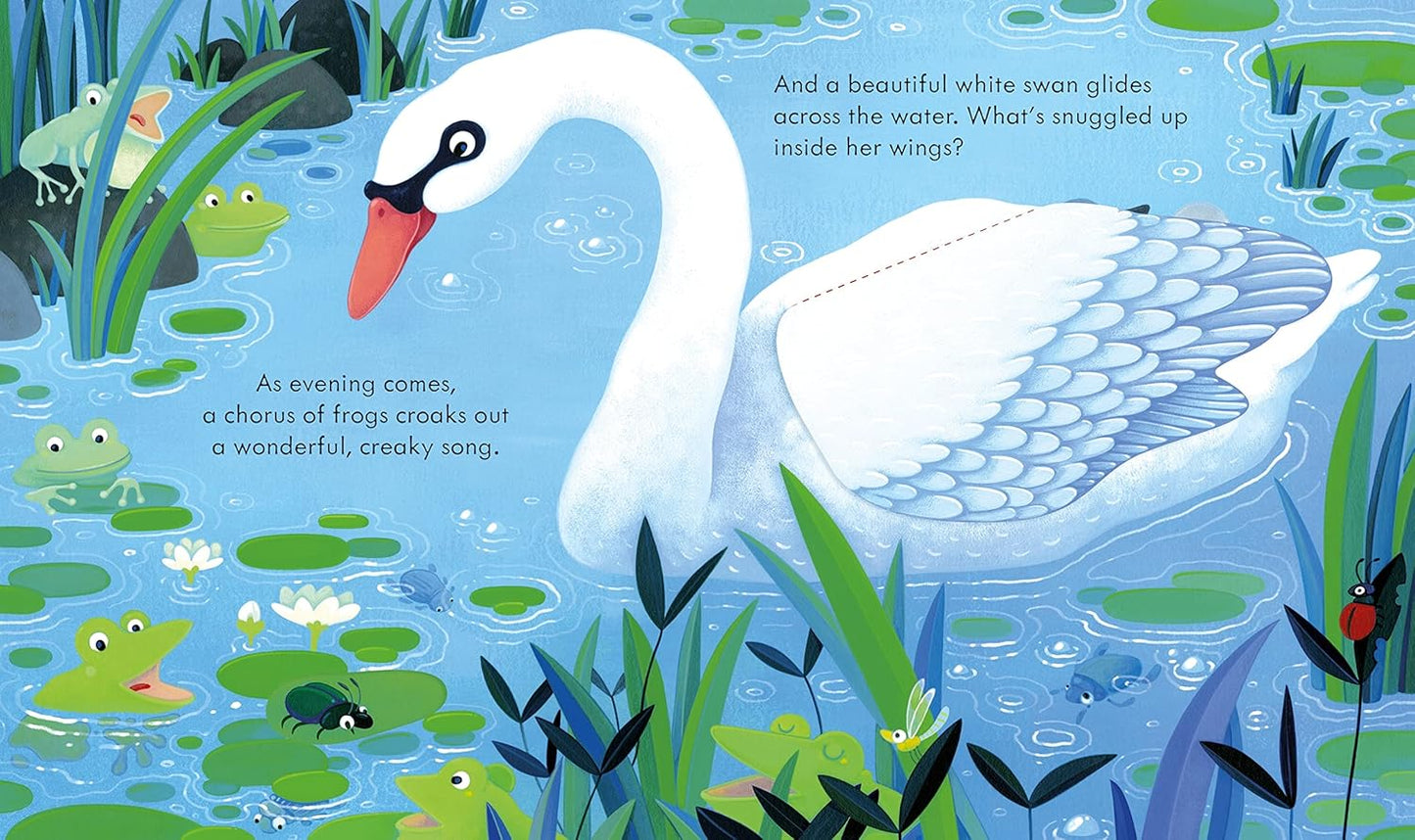 Peep Inside the Pond (Board book)