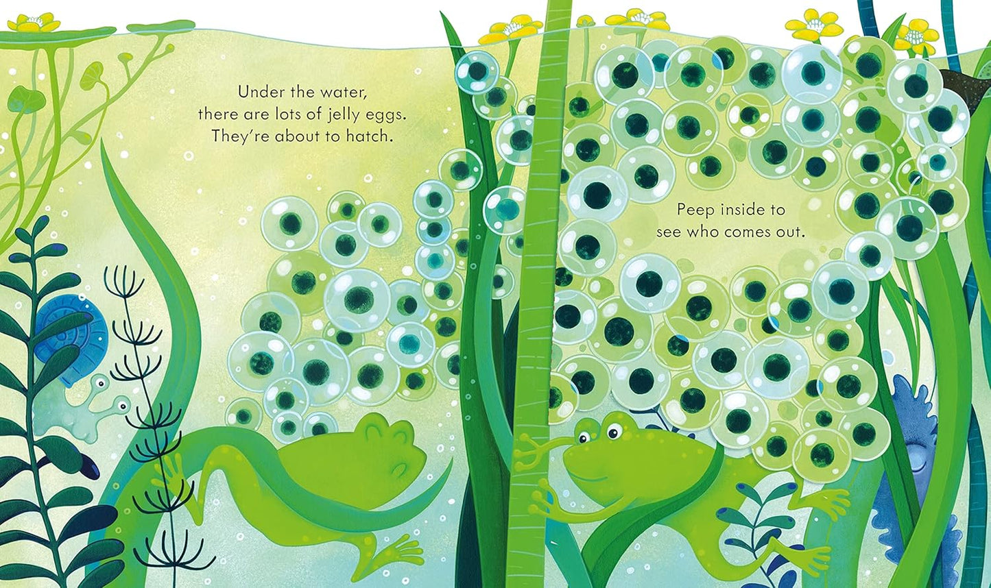 Peep Inside the Pond (Board book)